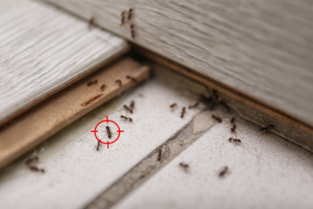 Anson, TX Pest Control Company