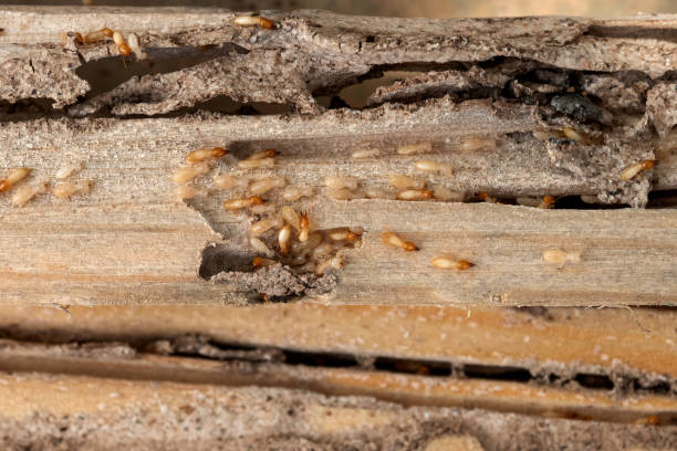 Best Pest Control Near Me in Anson, TX