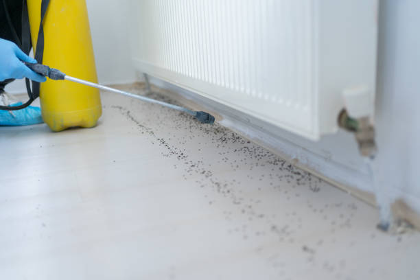 Best Rat Extermination Near Me  in Anson, TX